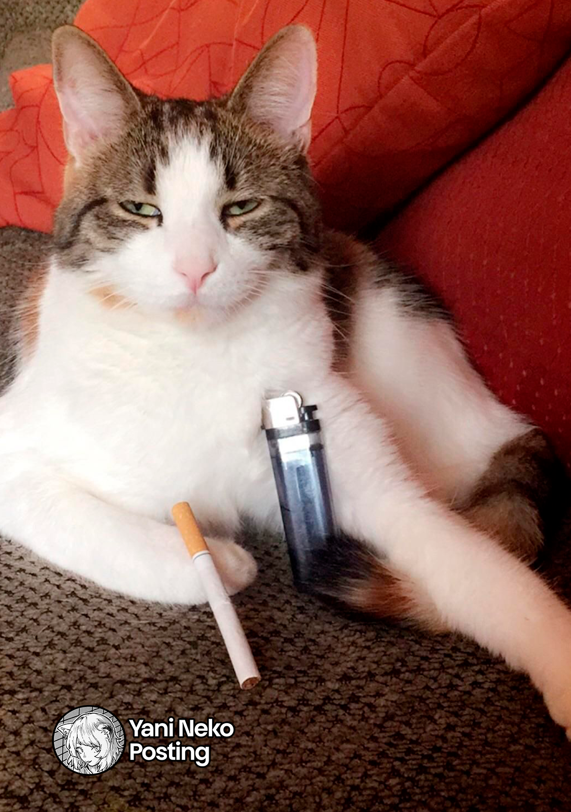 NICOTINEKO Capítulo 70 - Página 9 en español